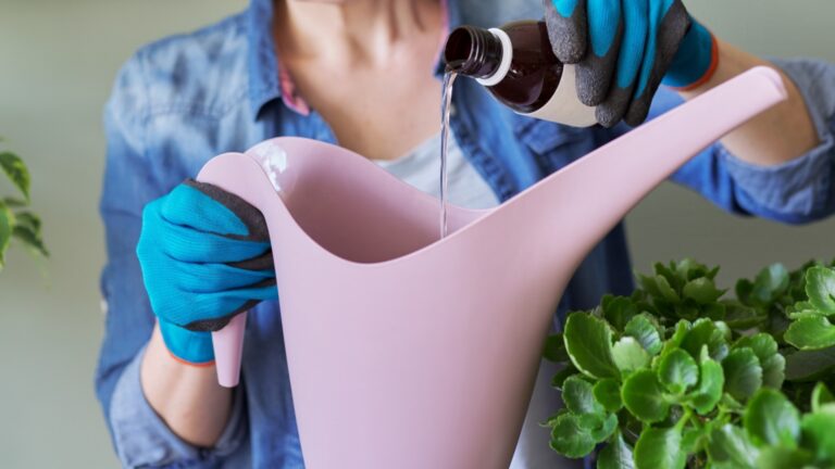 2 золотых правила удобрения комнатных растений