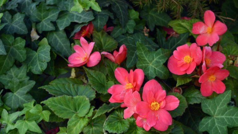 Деревья и скалолазание, чтобы держаться подальше от дома