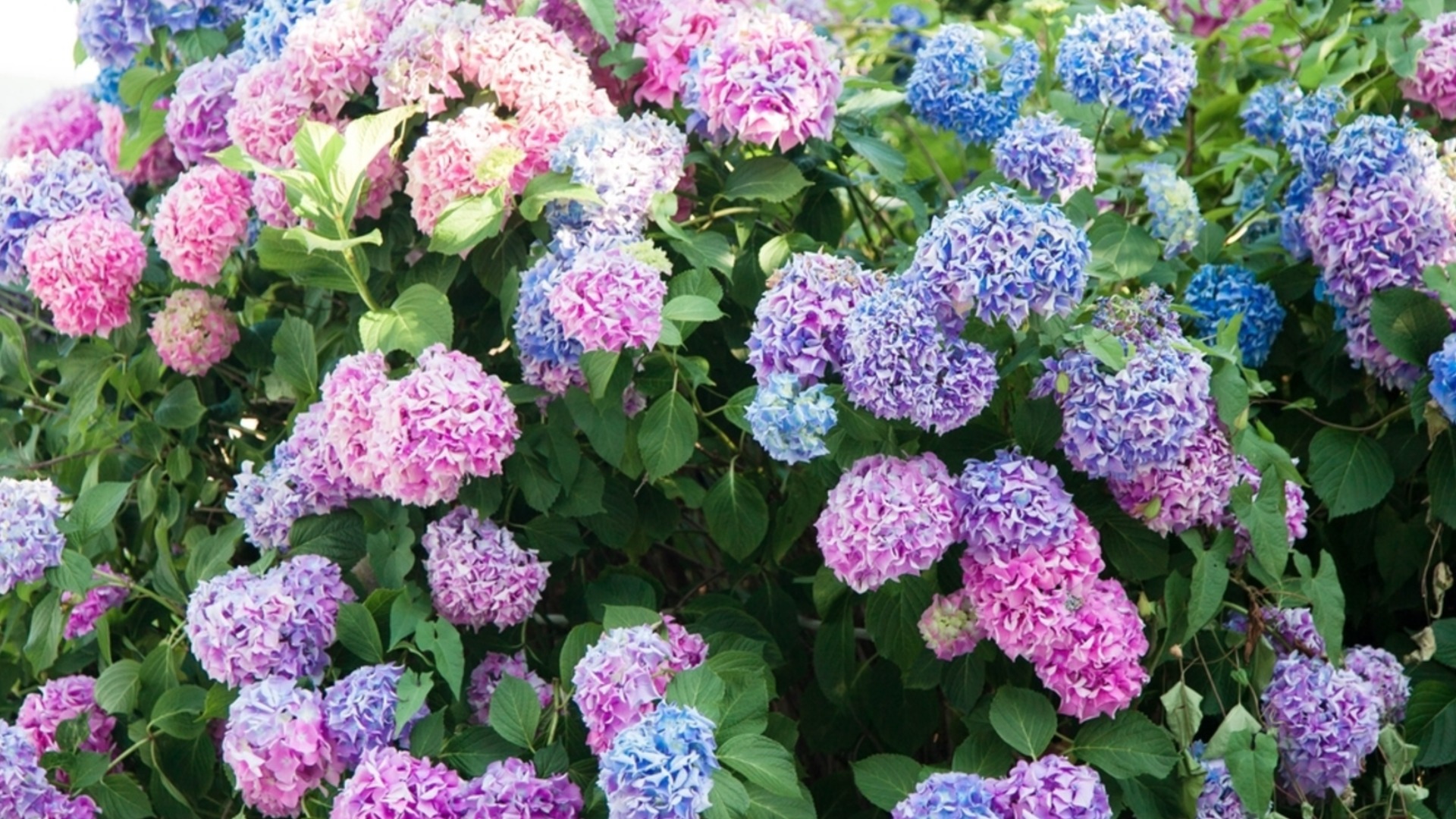 Кофейная гуща или бананы: какое удобрение лучше для гортензий