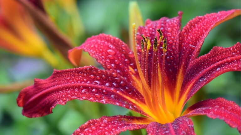 Как выращивать лилие в горшок