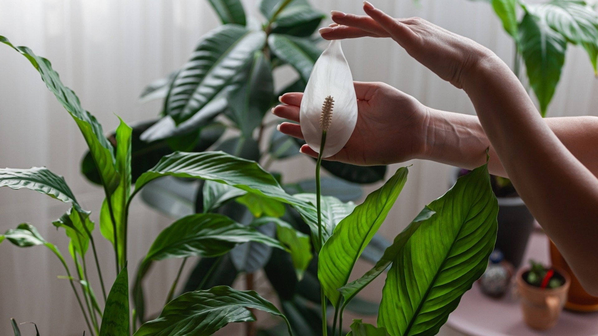 Почему нужно всегда мыть руки после прикосновения к мирной лилии