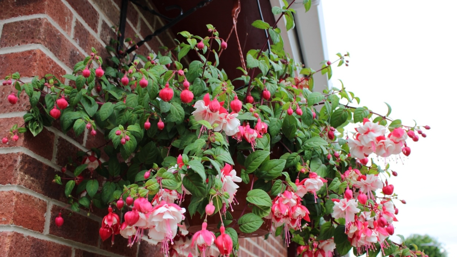 Цветок, который стоит посадить в октябре, чтобы украсить вашу террасу