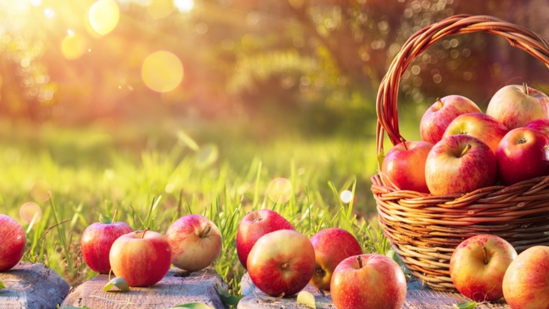 Главная осенняя задача, которая поможет вашему плодовому дереву пережить зиму