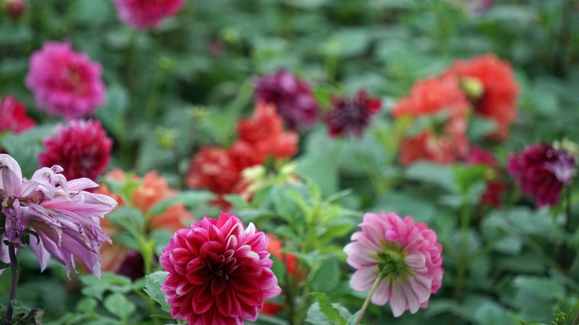 Правильный уход за георгинами осенью