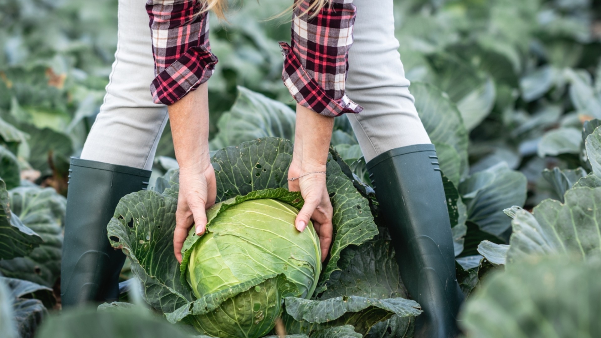 Почему опытные огородники оставляют корни капусты в почве после сбора урожая?