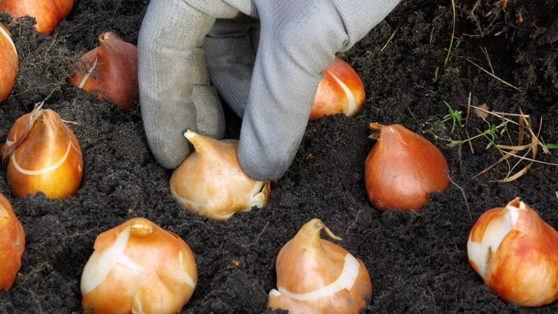 Когда лучше всего сажать тюльпаны осенью?