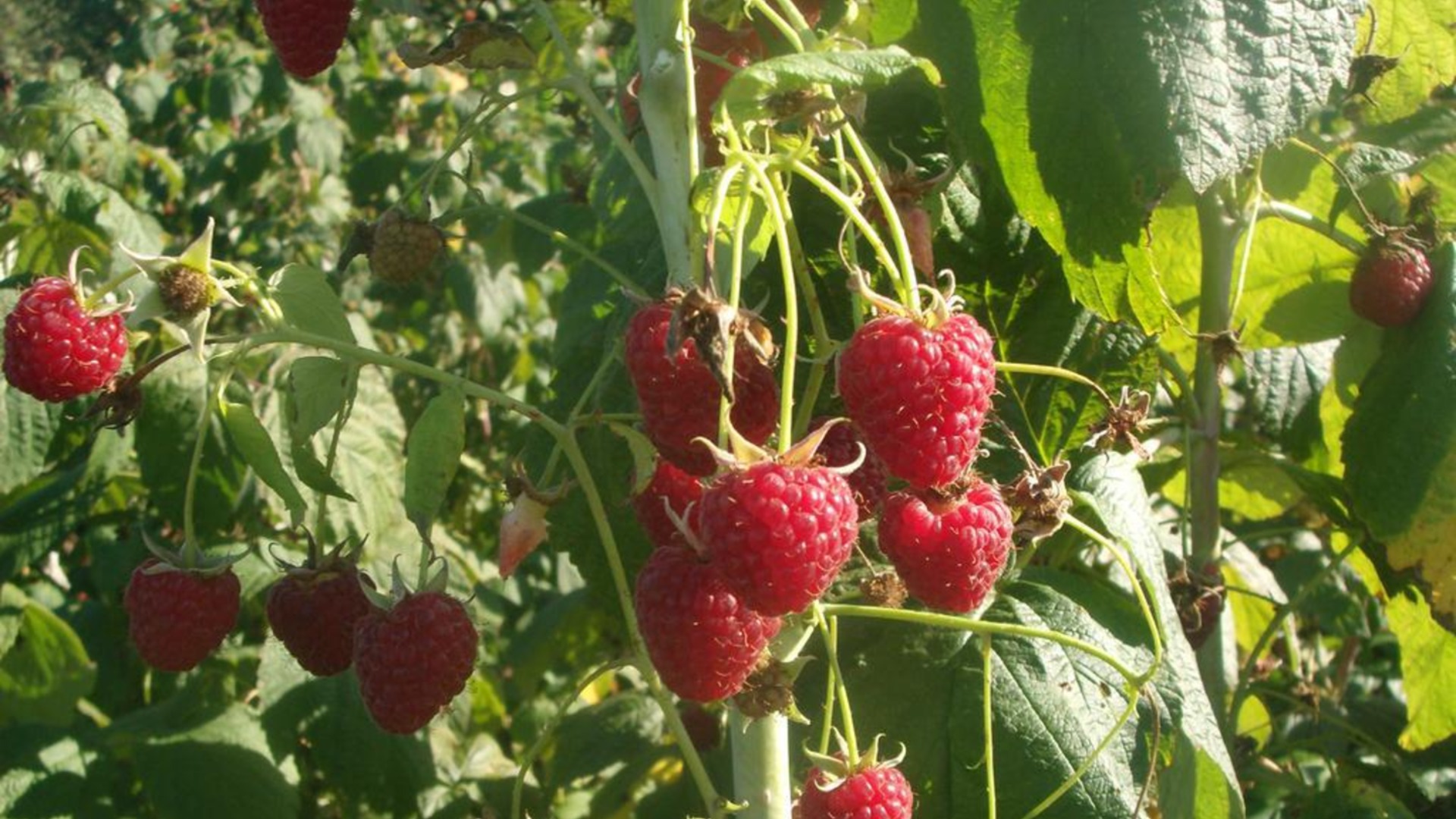 Вот когда и как правильно обрезать кусты малины