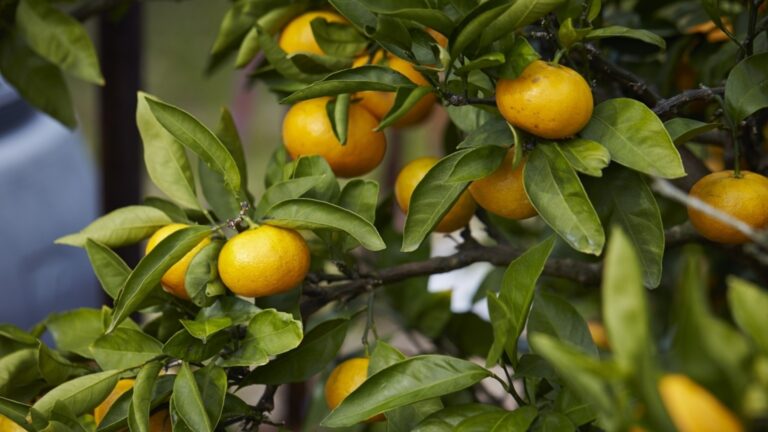Как вырастить апельсиновое дерево из семян