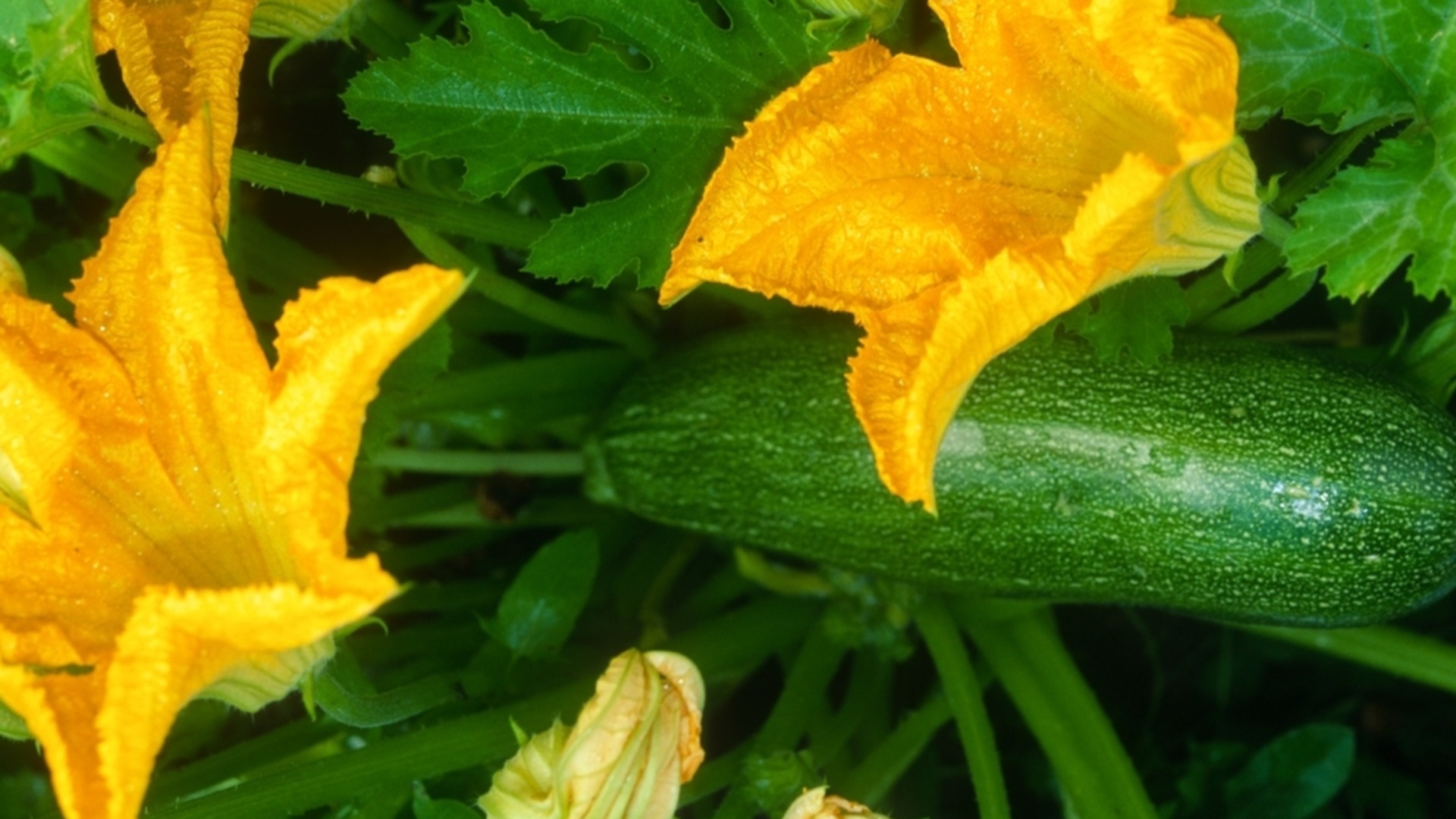 Нужно ли обрезать кабачки?