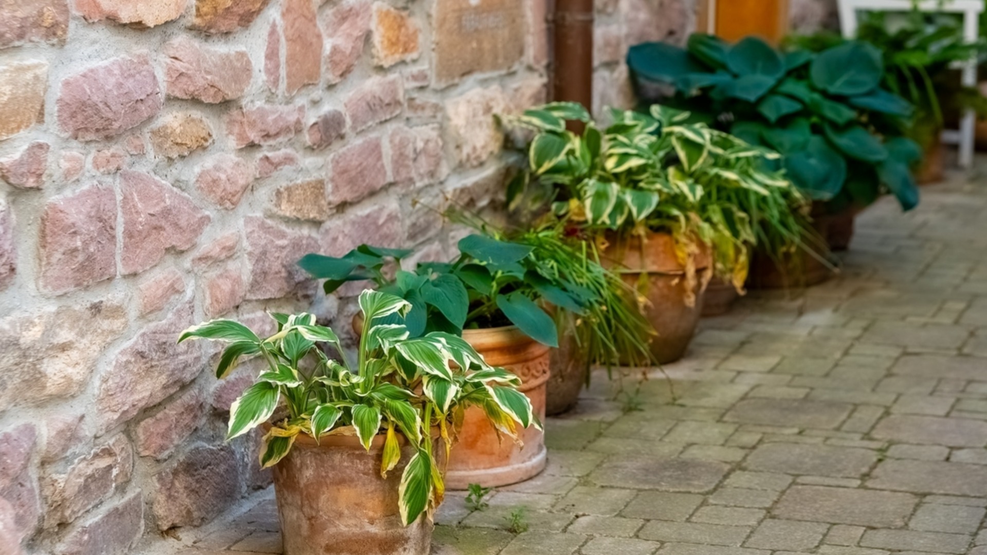 Почему опытные садоводы рекомендуют терракотовые горшки