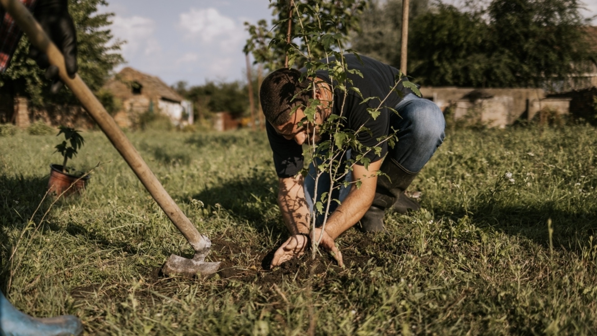 Основная ошибка при посадке дерева