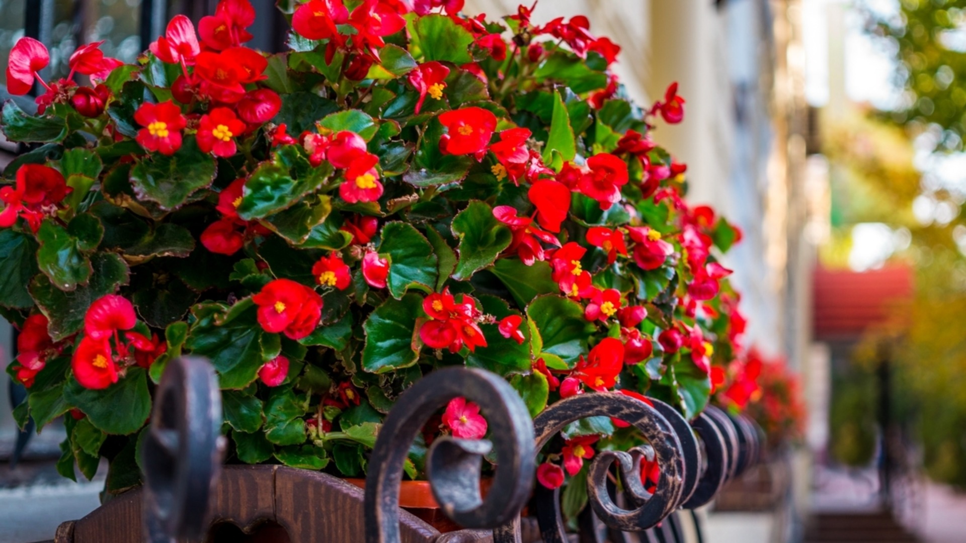 Как защитить цветы от холодного сквозняка зимой