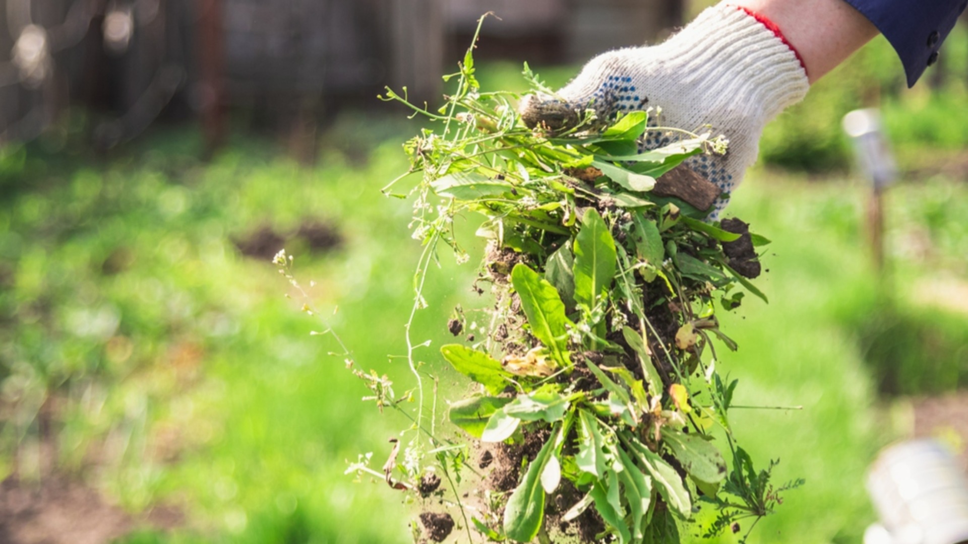 С помощью этих растений пырей навсегда исчезнет из вашего сада.