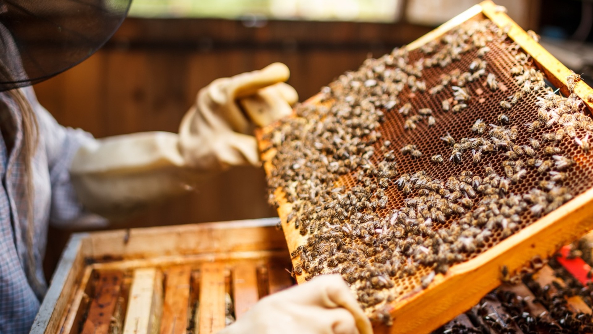 Болгарские пчеловоды зашли в тупик: едим спорный китайский мед