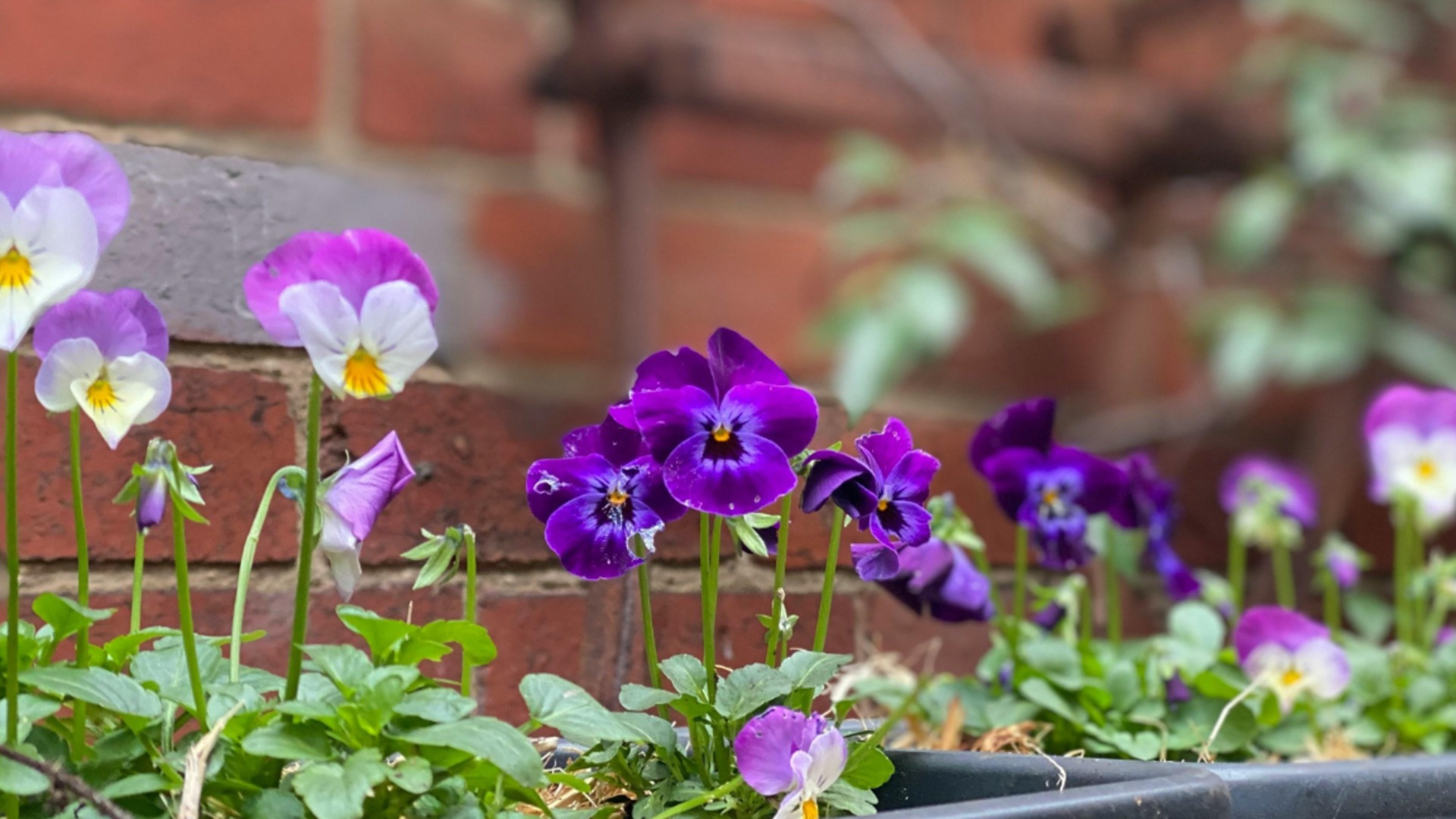 Как подготовить фиалки к зиме