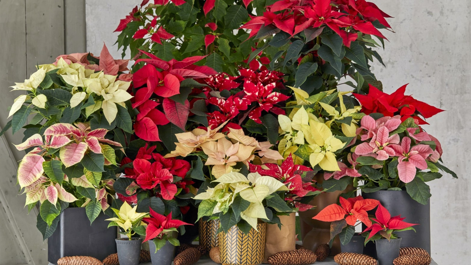 Самый простой способ подготовить пуансеттию к зиме