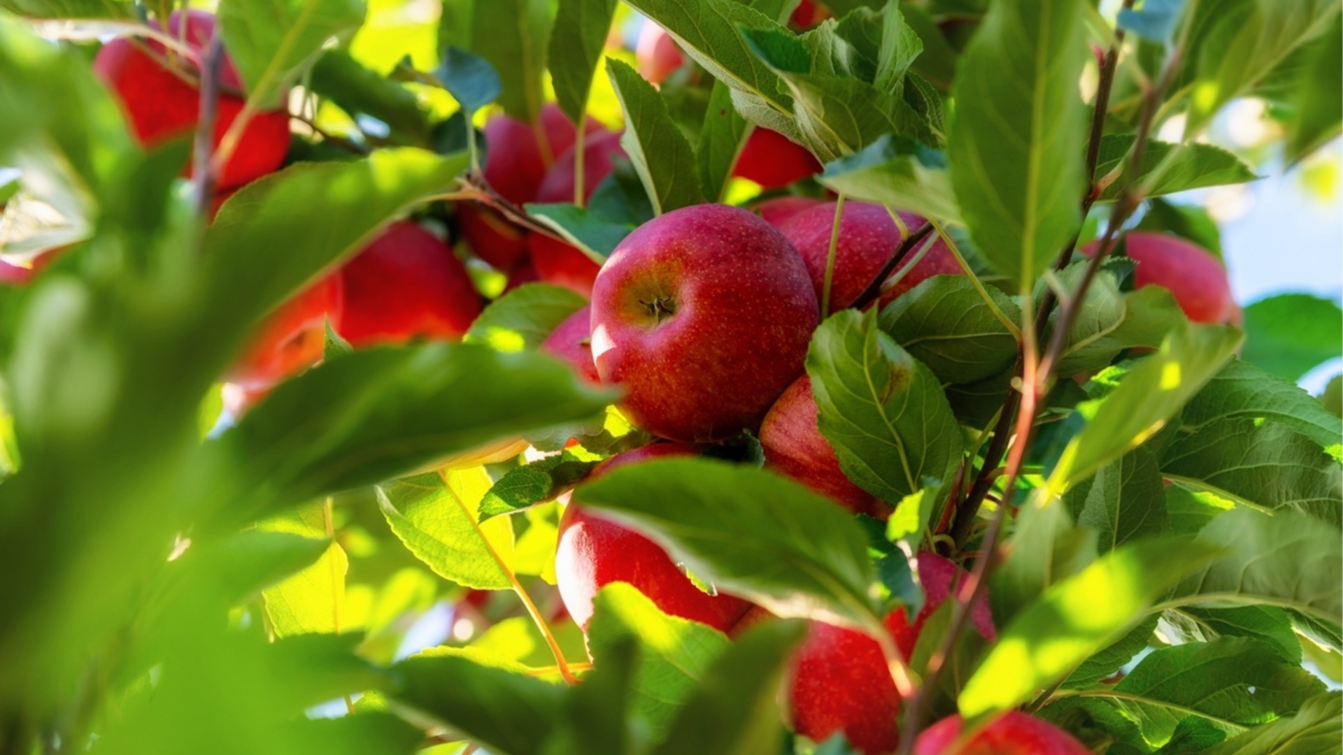 Сделайте это в октябре, чтобы сохранить фруктовое дерево здоровым всю зиму.