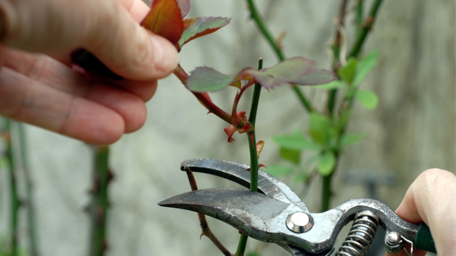 Почему ноябрь — лучшее время для обрезки деревьев и кустарников