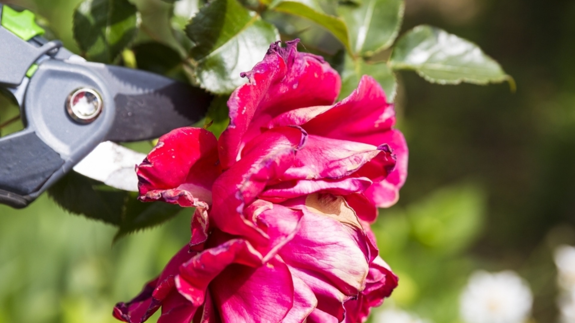 Обрезка роз под зиму: Когда и как это делать правильно