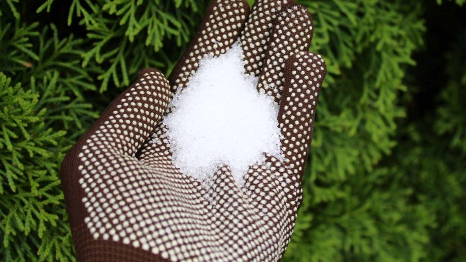 Садовые цветы, которые следует удобрять солью Эпсома для пышного цветения.