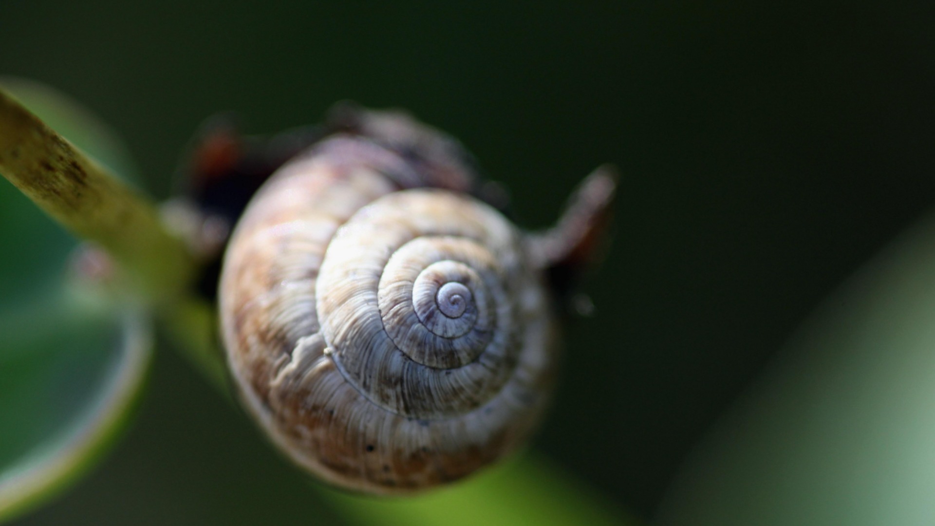 Улитки исчезнут из сада бесследно, если сделать это в октябре.