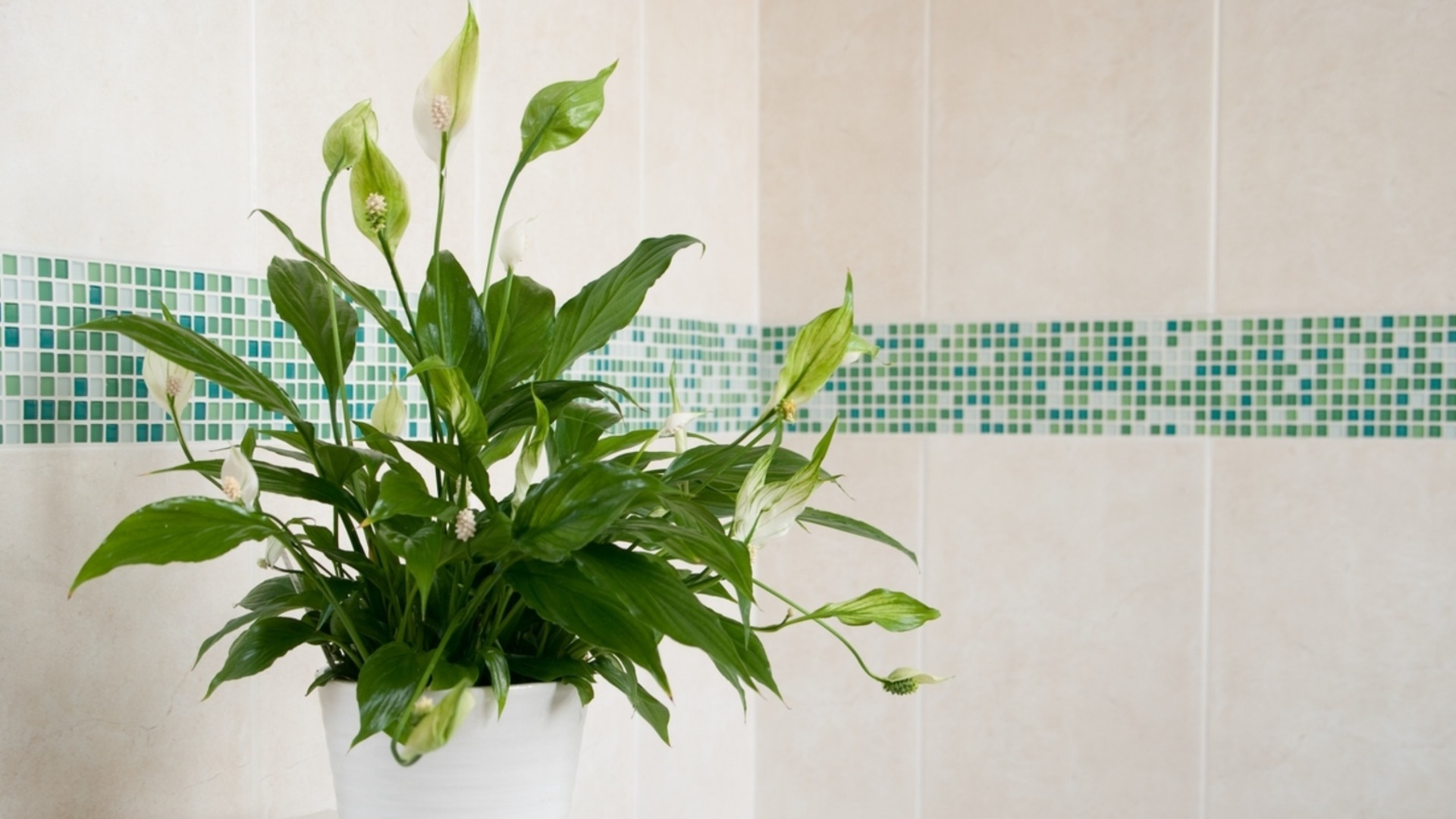 Мирная лилия не дает белых цветов – причины и лечение