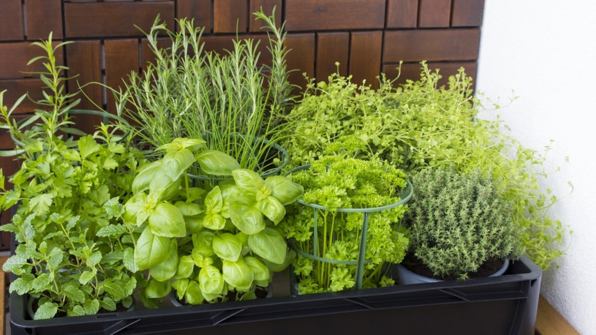 Травы, которые никогда не следует сокращать осенью