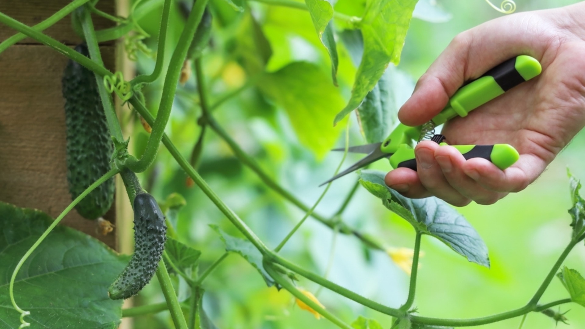 Как вырастить огурцы в помещении круглый год?