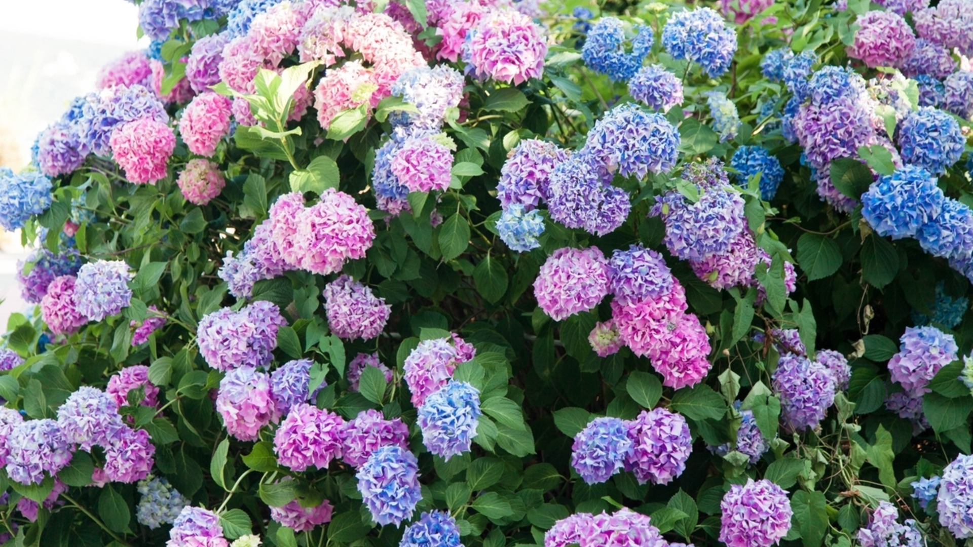 Этой осенью сохраните здоровье гортензий с помощью простых садовых задач