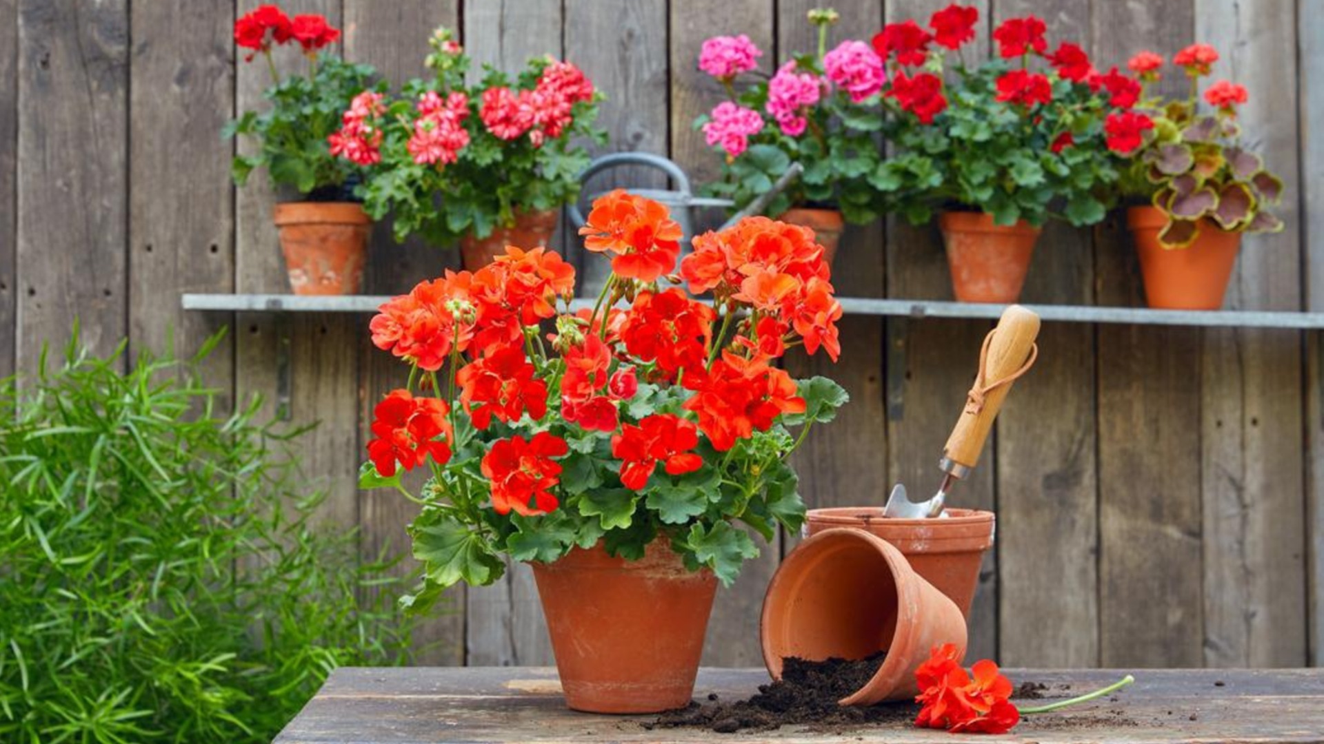 На что обратить внимание при выращивании герани зимой