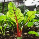 Как сажать листовую зелень по старинной методике