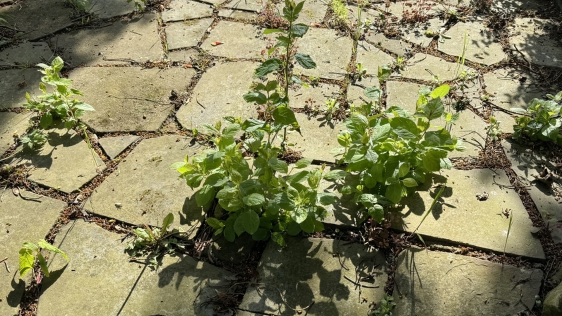 Распылите его между плитками в саду, и весной вы забудете о сорняках.