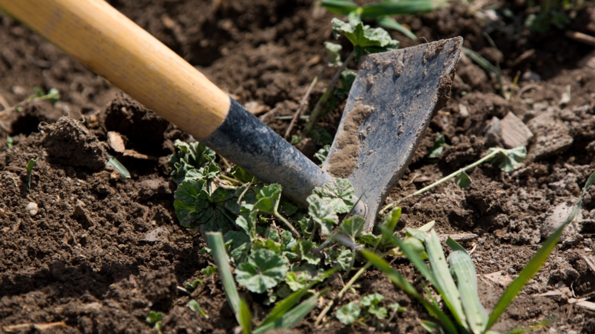 Осенние и быстрорастущие сорняки, с которыми нужно бороться сейчас, прежде чем они распространятся.