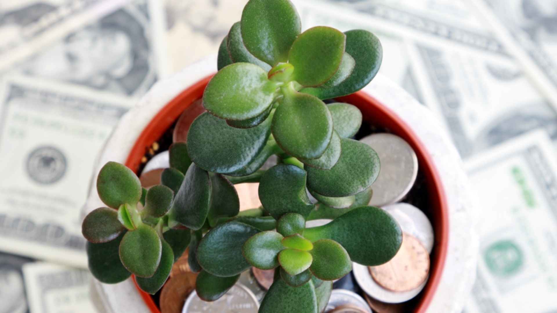 Как правильно ухаживать за денежным деревом, чтобы оно цвело?