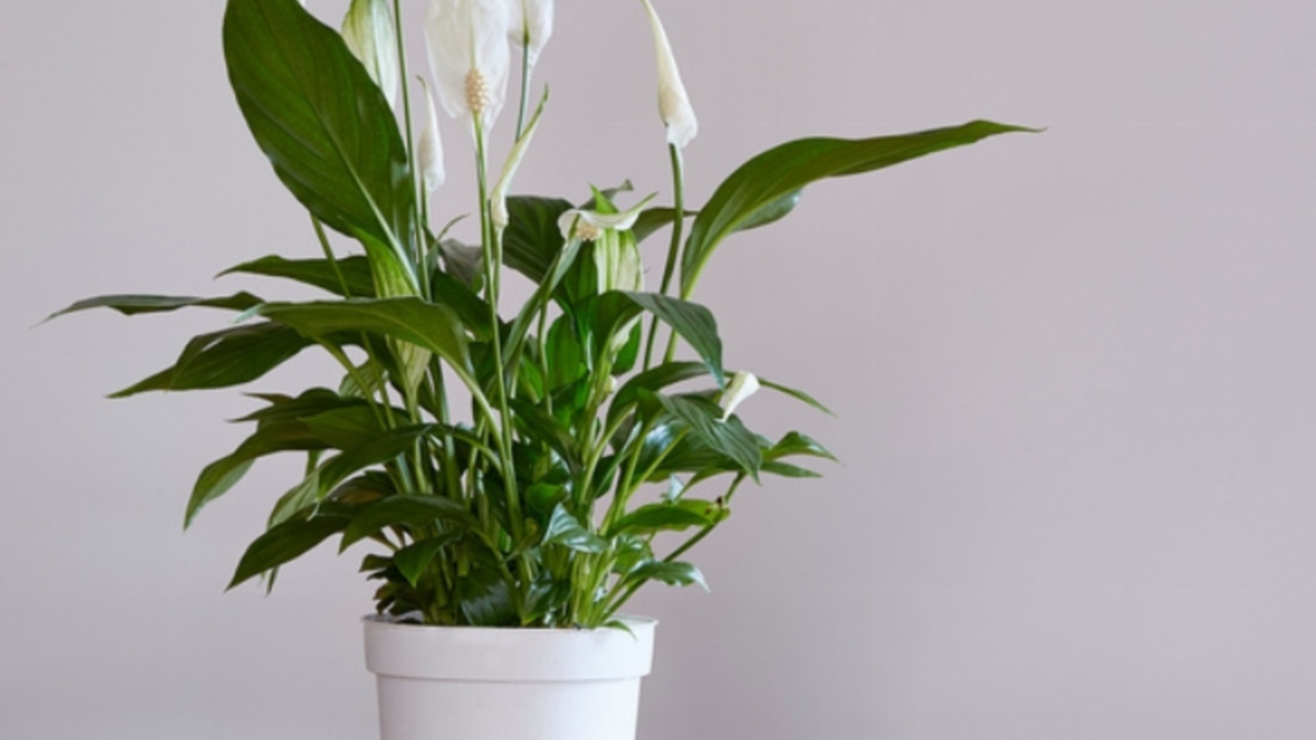 Цветы дома скажут вам спасибо, если вы вот так почистите их листья.