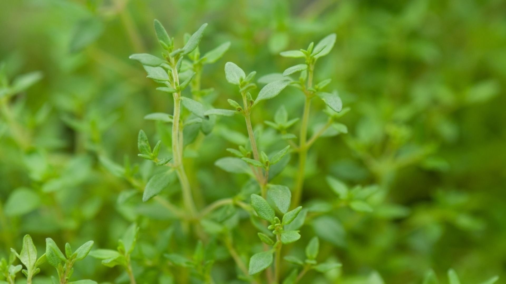 Легкая трава, которая прекрасно растет в помещении с лавандой всю зиму.