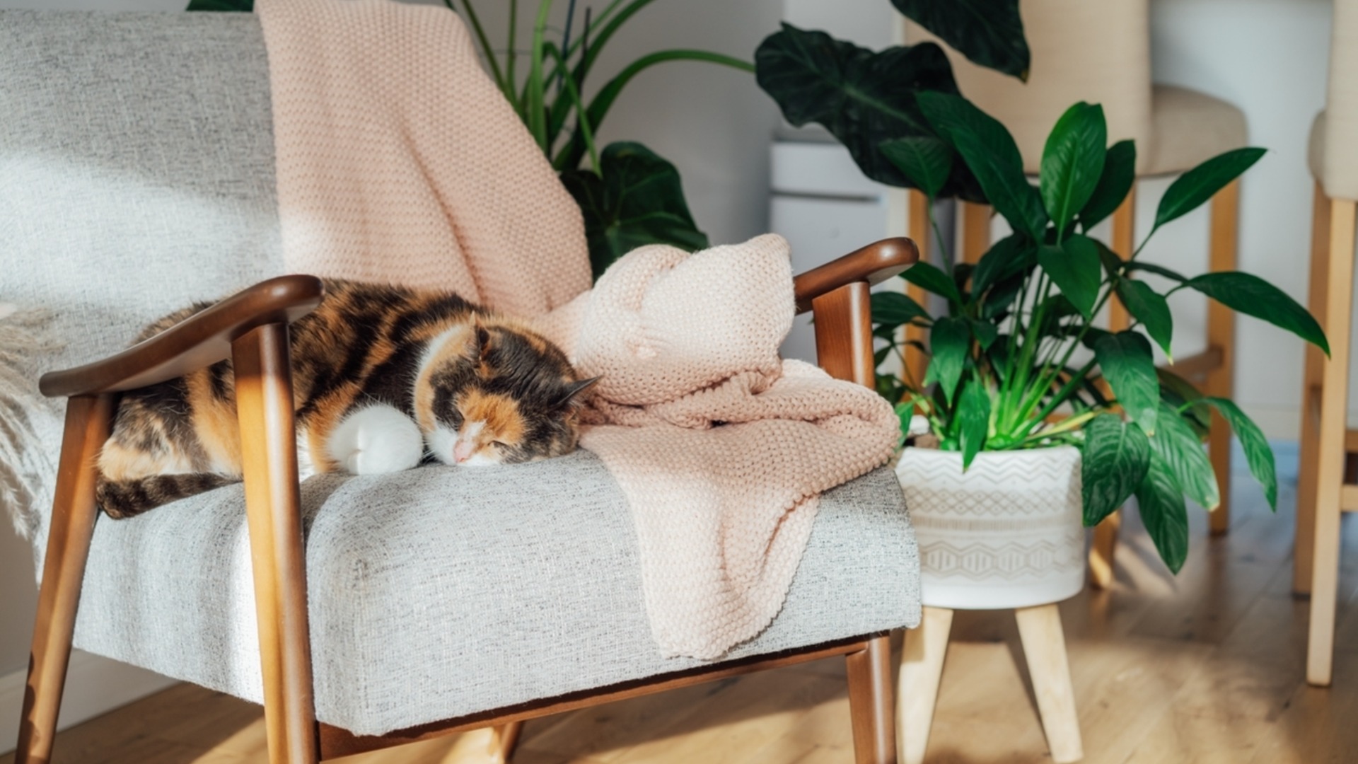 Успокаивающее комнатное растение, которое освежит ваш дом.