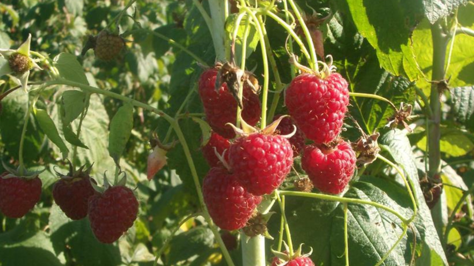 Секреты опытных садоводов по обрезке малины в октябре