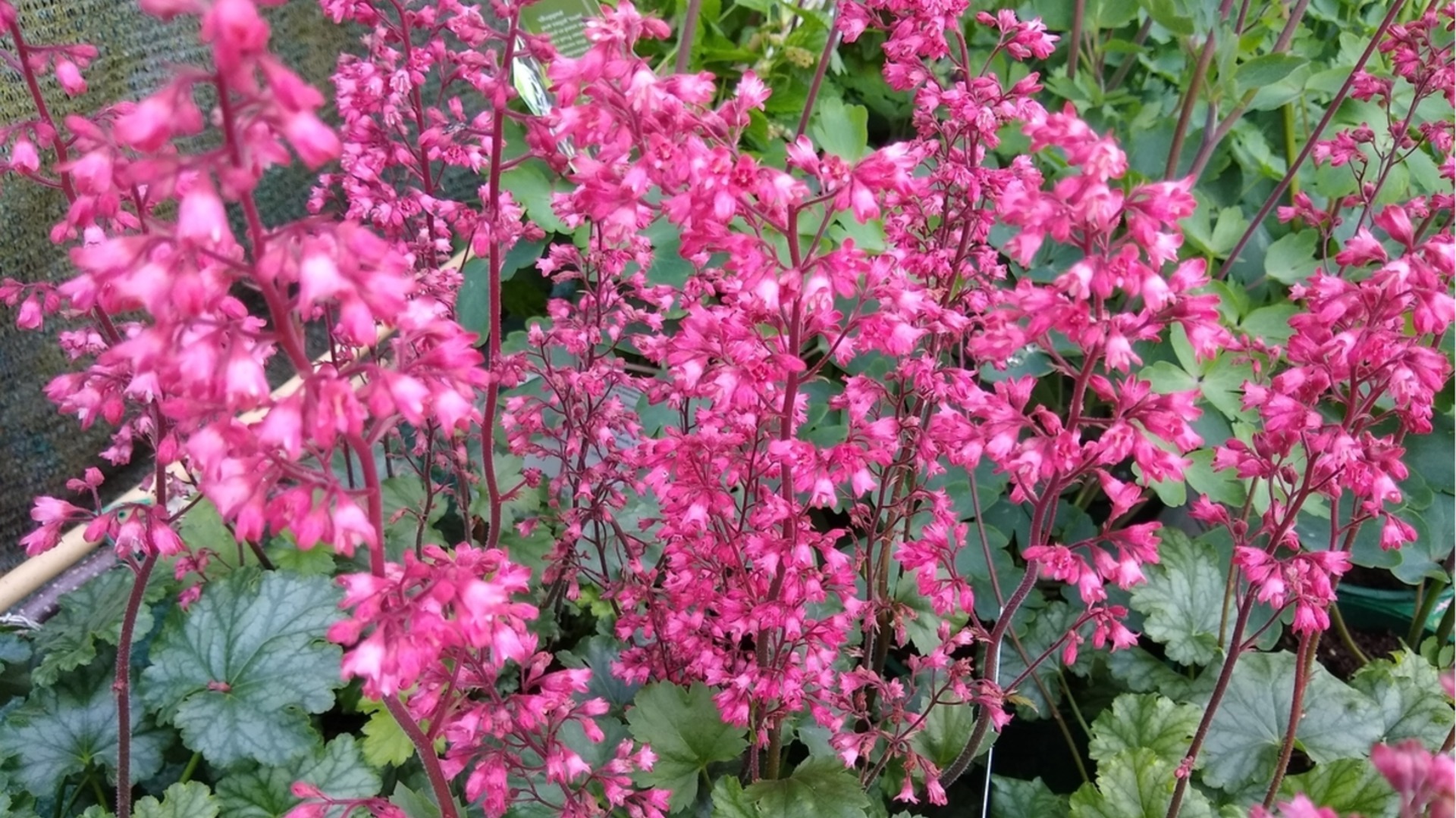 Посадите это многолетнее растение в ноябре и получите сказочный весенний сад.