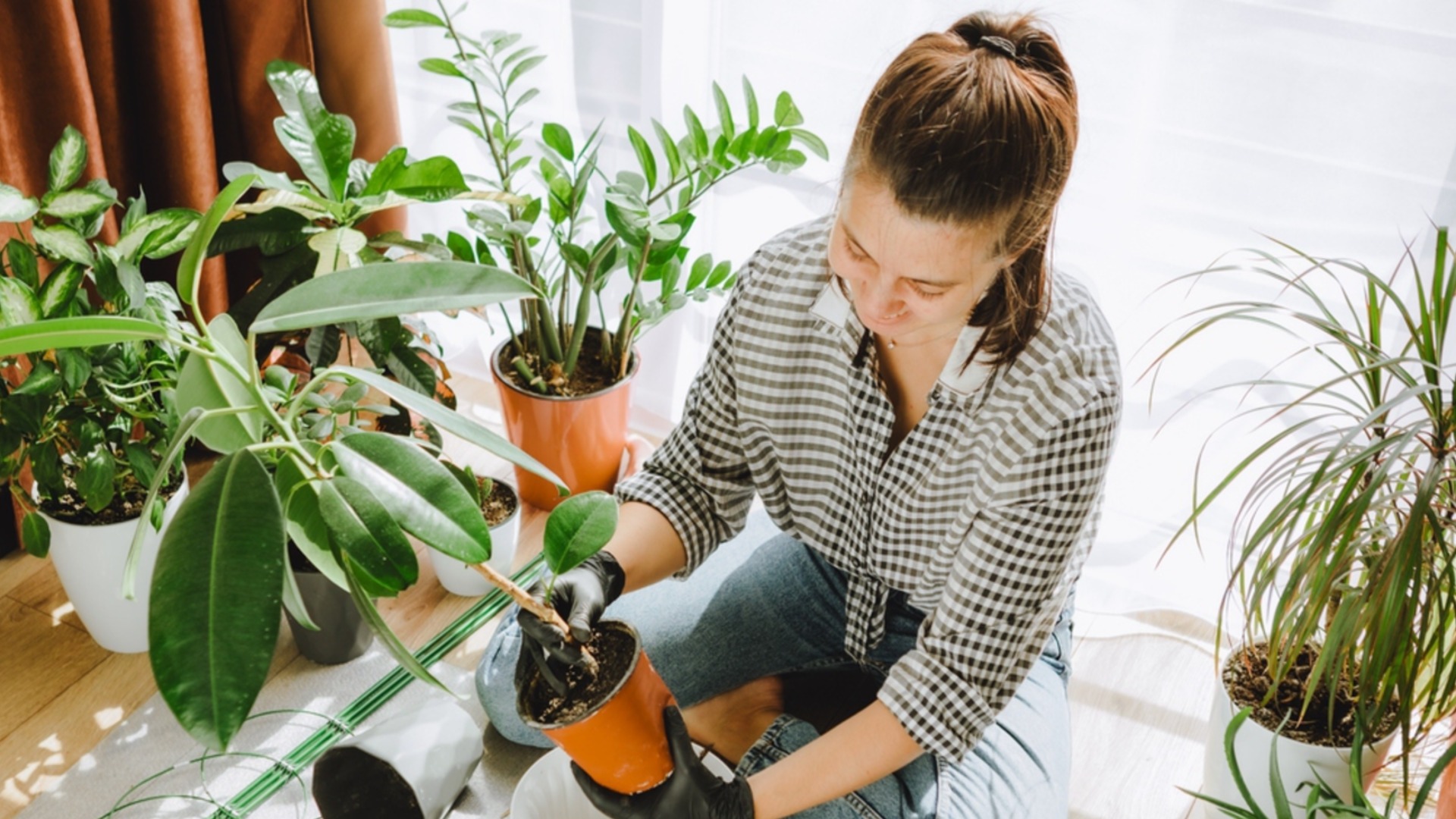 Явный признак того, что комнатное растение необходимо немедленно пересадить.