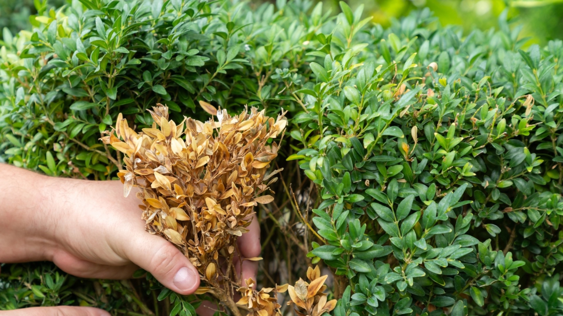 Инвазивные вредители самшита, которые могут испортить ваш сад