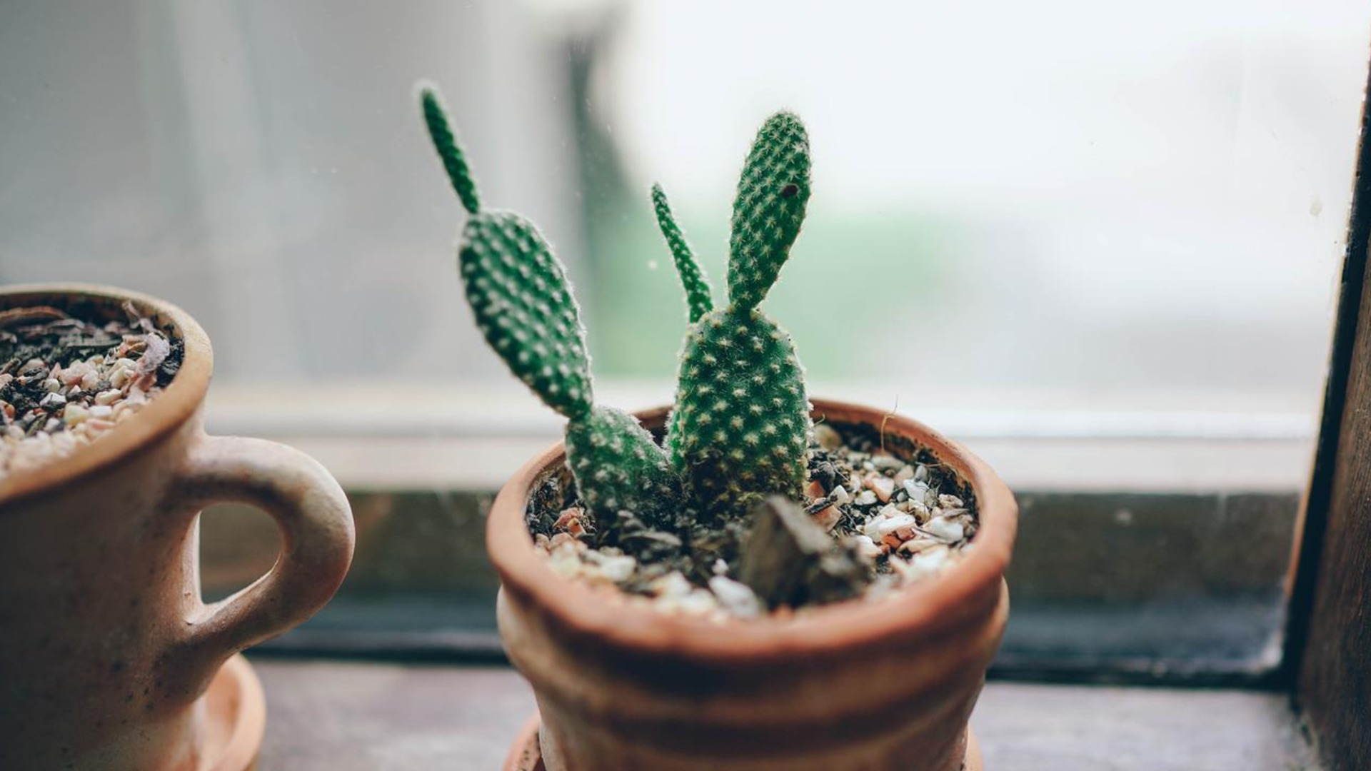 Почему кактус смягчается зимой