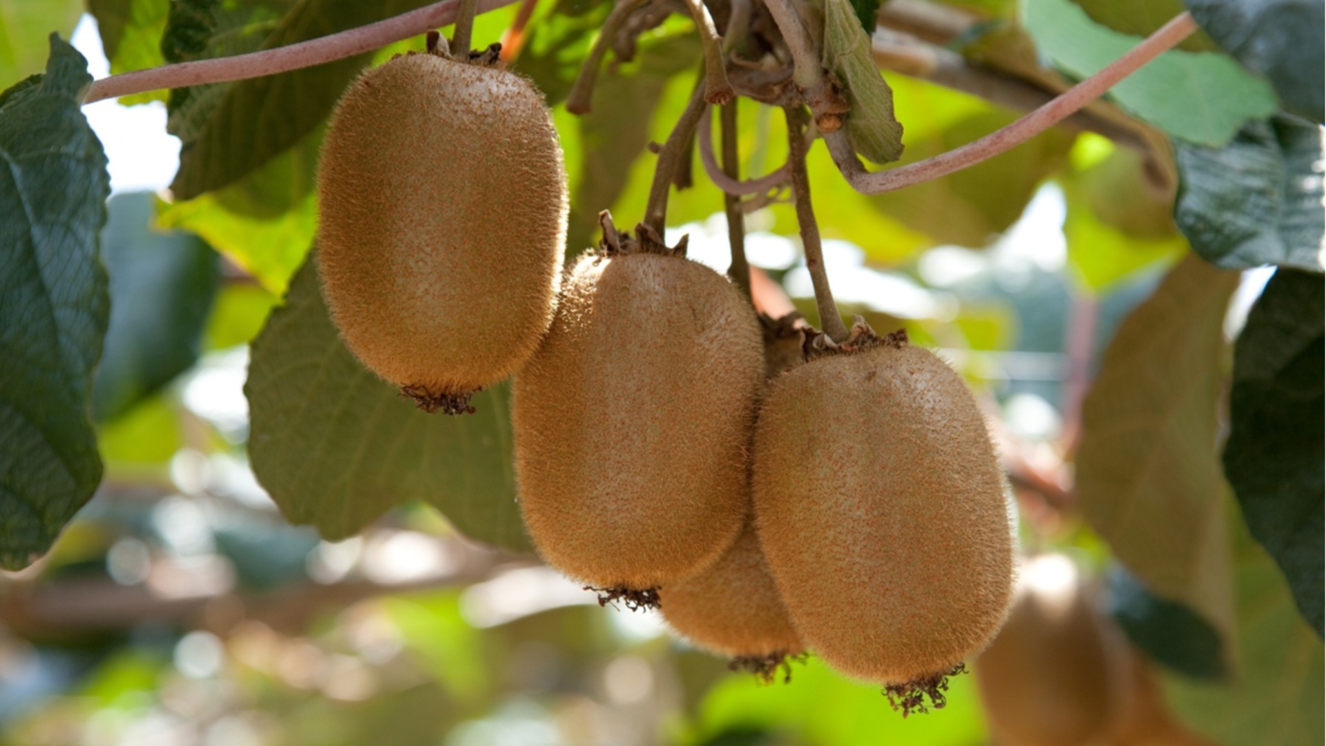 Как проще всего подготовить киви к зиме?