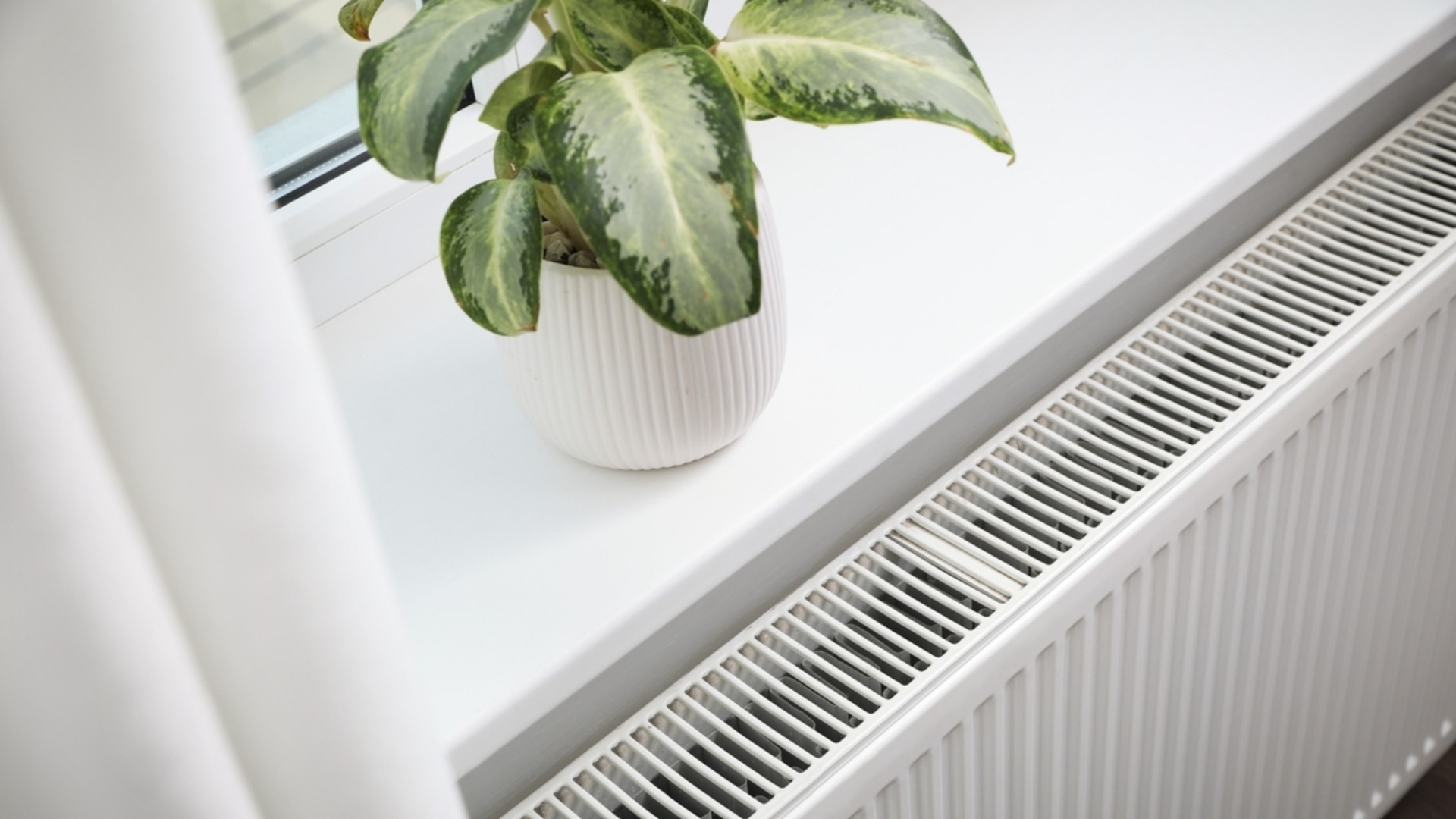 Фатальная ошибка, которую НЕ следует совершать при перемещении уличных растений в помещение