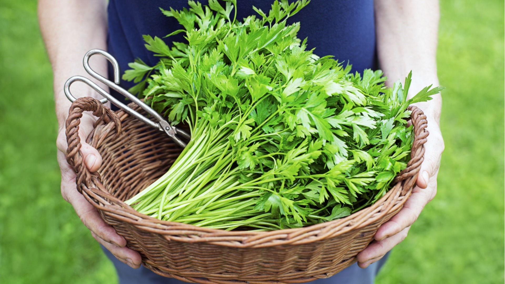 Хитрость опытных огородников для бесконечного урожая петрушки