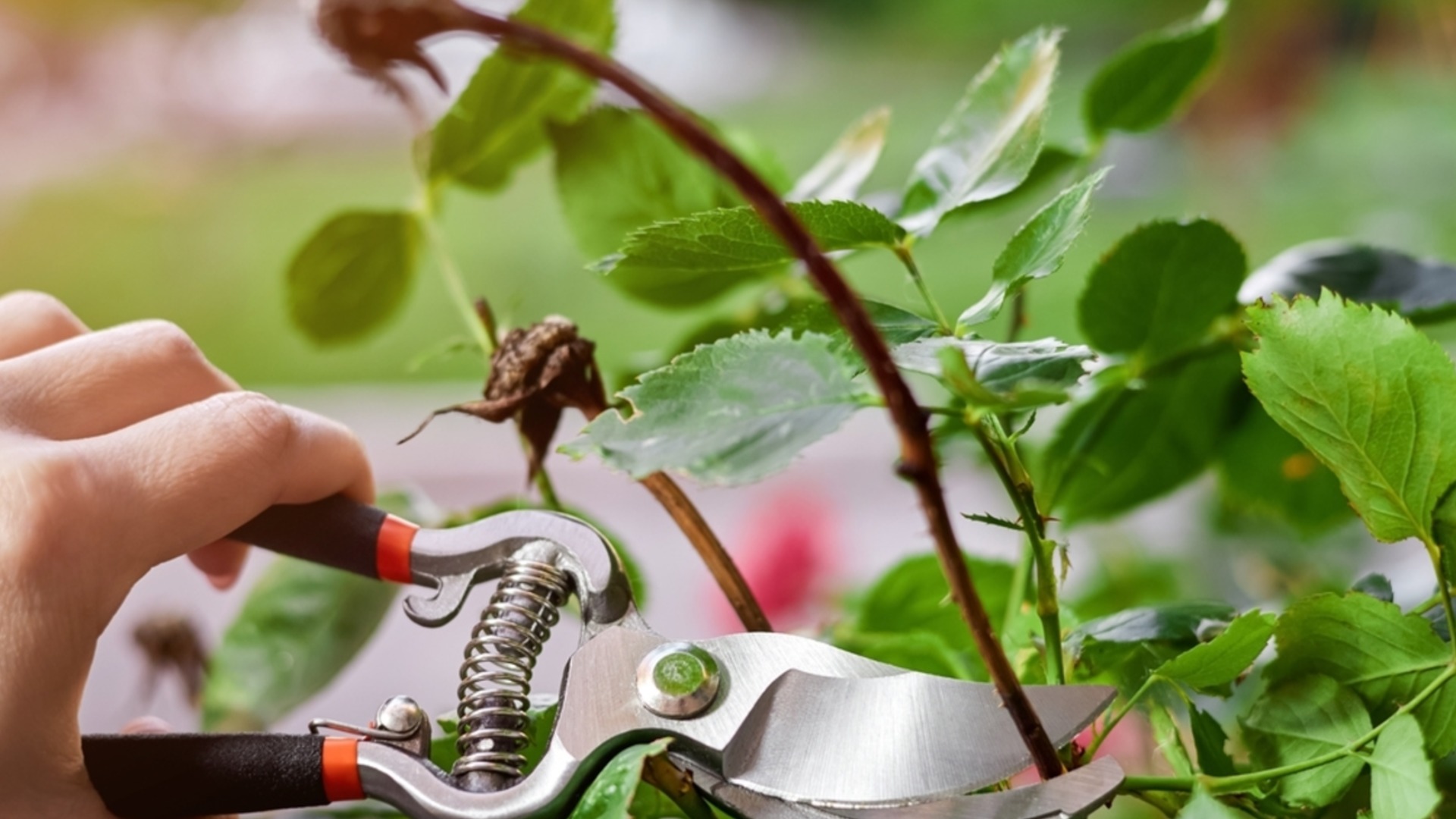 Ошибка обрезки роз, из-за которой они не переживут зиму