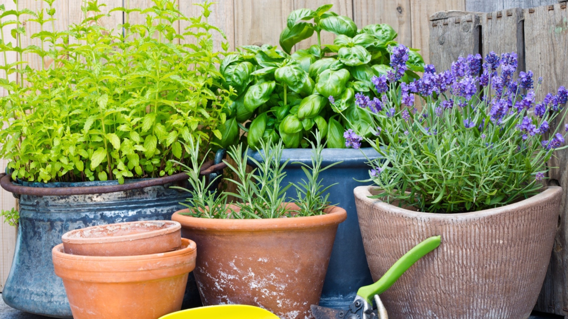 Когда и как проводить осеннюю обрезку лаванды, шалфея, розмарина на континенте?