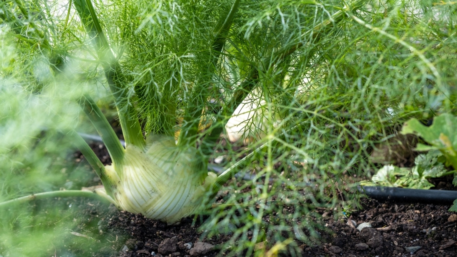 Когда собирать луковицы фенхеля