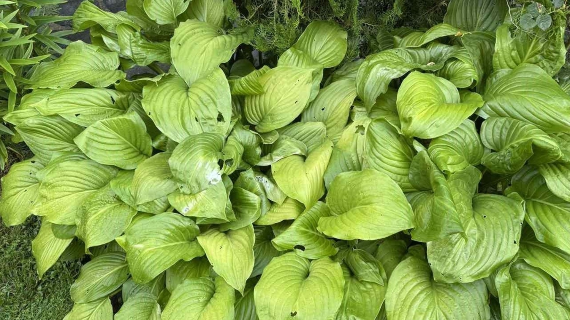 Как добавить гравий в огород, чтобы получить обильный урожай