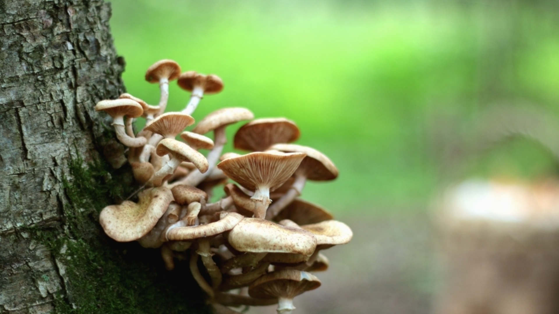 Что значит, если в вашем саду растут грибы?